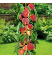 Персик колоновидний