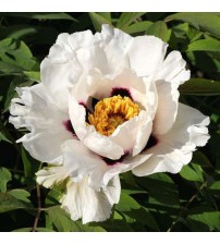 Півонія деревовидна  (біла і рожева) 60- 80 см