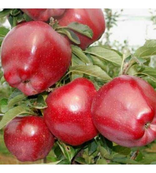 Яблуня Ред Чіф(пізня, бордова)